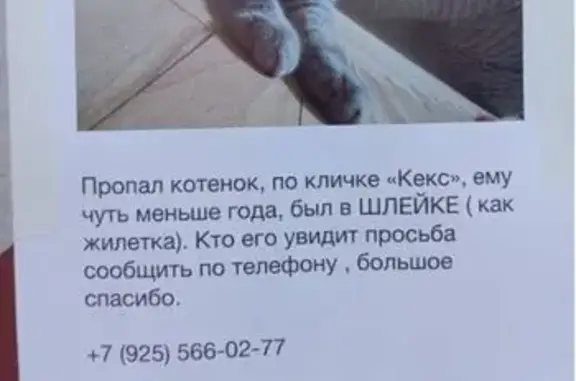 Пропала кошка, Барвихинская 28А, Москва
