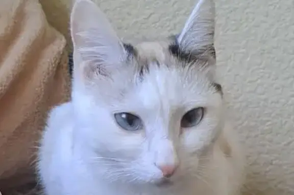 Кошки потеряшки, Иркутск, фото: Потеряшка кошка, Иркутск, ул. 27