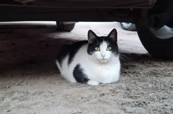 Пропала кошка, ул. Демидова, Иваново