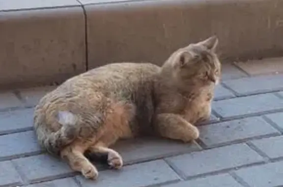 Пропала кошка, 2-я Степная 41, Лиски
