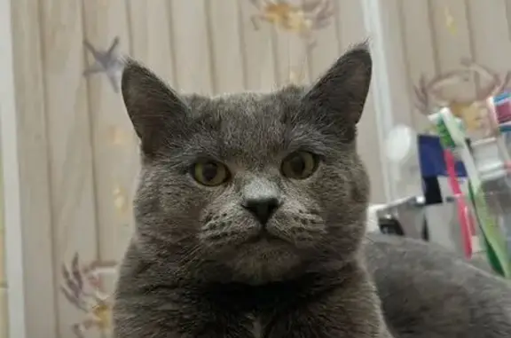 Кошки потеряшки, Инта, фото: Потеряшка кошка, ул. Морозова 16, Инта