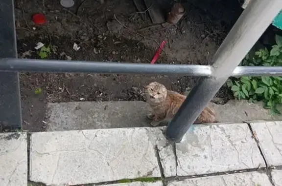 Кошка найдена, ул. Космонавтов, 41/1