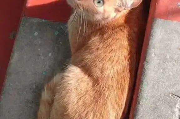 Кот найден на Осминина 10, Омск