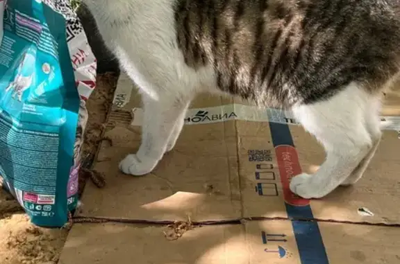 Кошка найдена на ул. Георгия Димитрова, 21