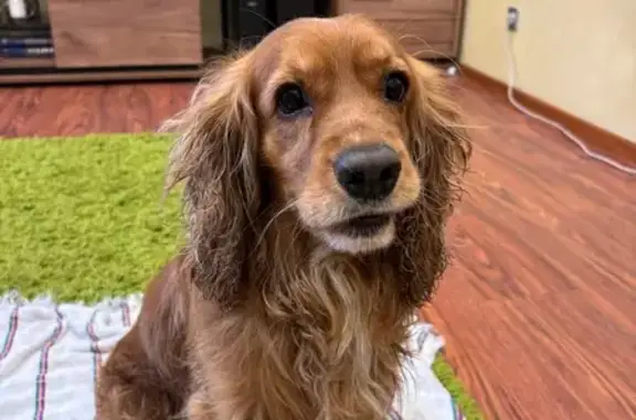 Найдена собака на Завертяева, 9 к1, Омск