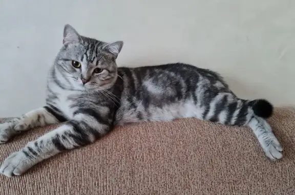 Котик найден на ул. Мовчанского, Могилёв