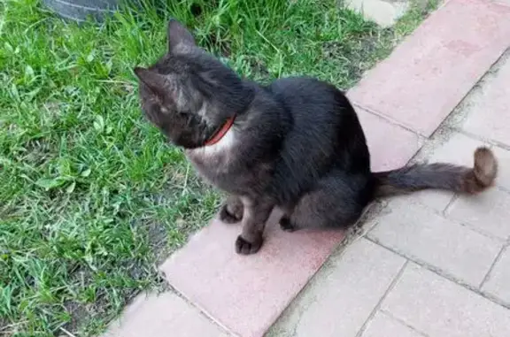 Кошка найдена, Вокзальная ул. 38А, Домодедово