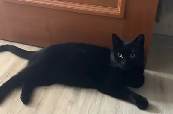 Найдена кошка, Мурманск, фото: Найдена кошка, ул. Александра Невского, 87