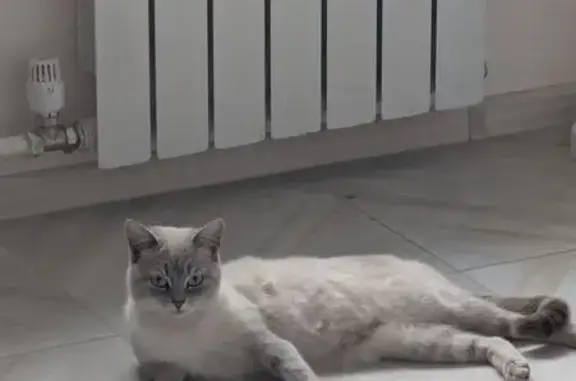 Кошка найдена: ул. Ленина, 60, Майма