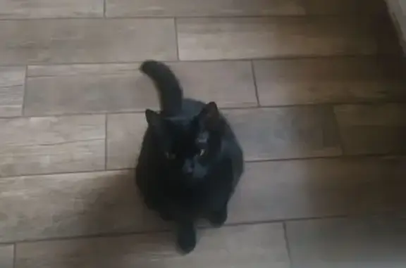 Кошки потеряшки, Кольцово, фото: Потеряшка кошка на Технопарковой, 5, Кольцово