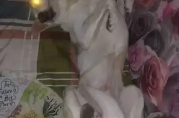 Пропала собака, Почтовый пер., 4, Ладушкин