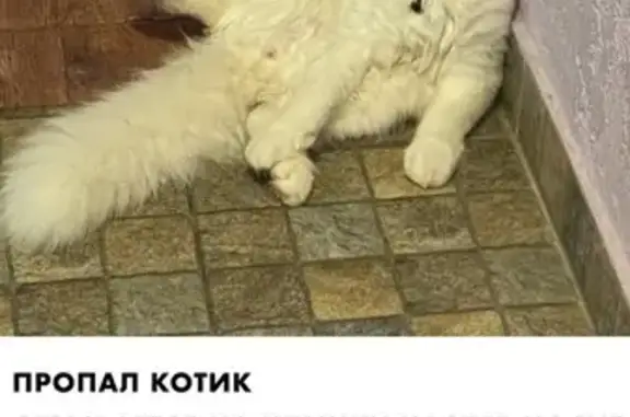 Пропал котик Каспер, Таманская 68А, Анапа