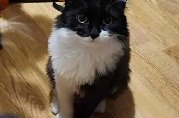 Кошки потеряшки, Уфа, фото: Потеряшка кошка, ул. А. Невского, 8, Уфа