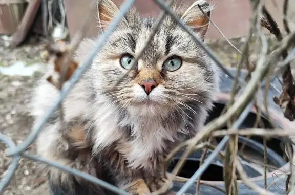 Кошки потеряшки, Шуя, фото: Потеряшка кошка на 4-й улице Мира, Шуя