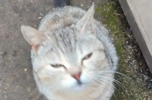 Найдена кошка, ул. 1 Мая, Галич