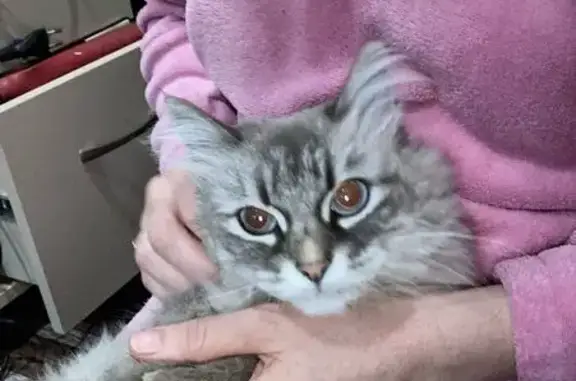 Кошка у подъезда 47/15, Набережные Челны