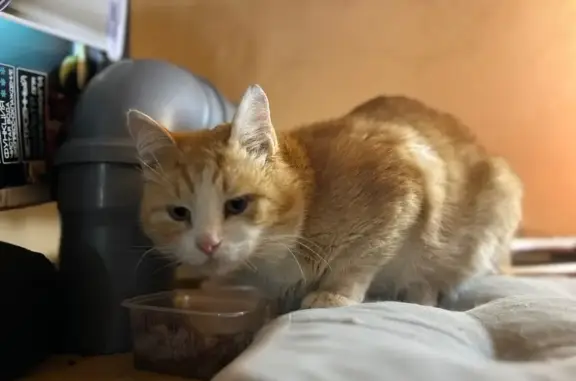 Пропала кошка, Молоково, МО