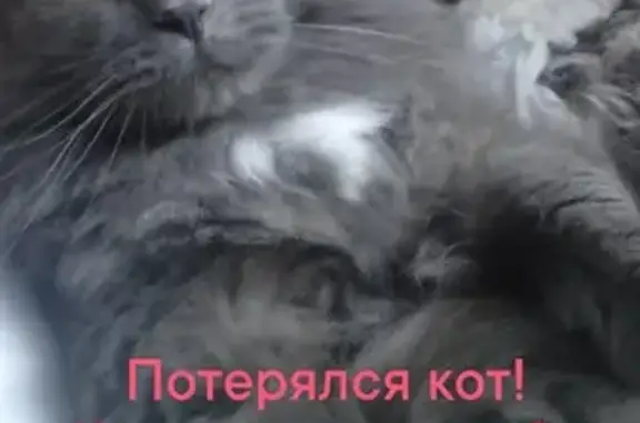 Пропала кошка, Демьяновское, Кировская обл.