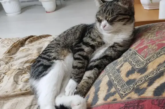 Пропала кошка, ул. П. Осипенко, 17, Кинешма