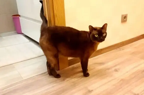 Кошки потеряшки, Московская область, фото: Потеряшка кошка, Нерощино, МО