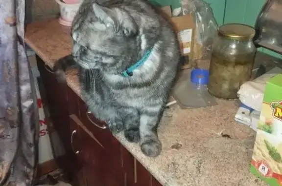 Найдена кошка, Литовская 16, Новокузнецк