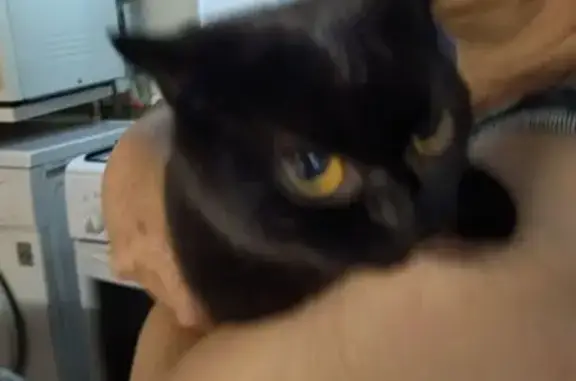 Кошка найдена, 22, Приволжский.