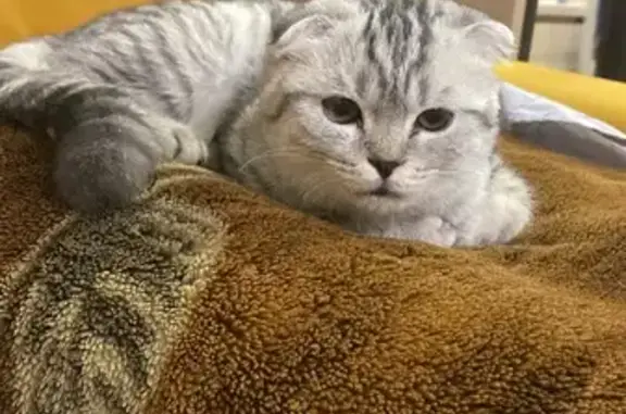 Пропала кошка, ул. Островского, 18