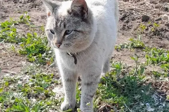 Пропала кошка, Юго-Западная, Кулунда