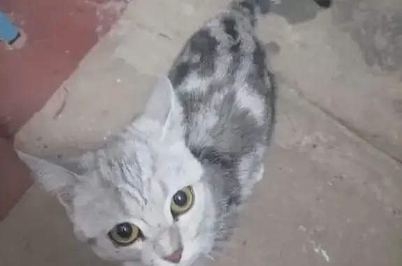 Кошка найдена: ул. Якова Эшпая, 165