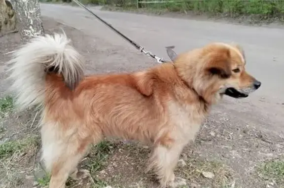 Найдена собака, Иваново, фото: Найдена рыжая собака, Иваново, Нормандия-Неман 118