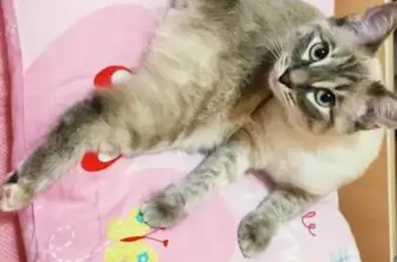 Объявления о пропавших и найденных животных, Нижний Новгород, фото: Пропала кошка, ул. С. Есенина, 30, НН