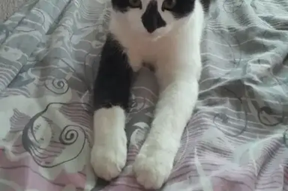 Пропала кошка, ул. Спартака, 15, Омутнинск