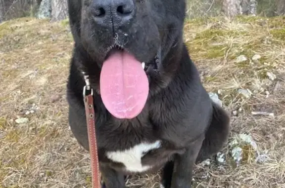 Собаки потеряшки, Красноярск, фото: Потеряшка собака, Красноярск, 04К-296