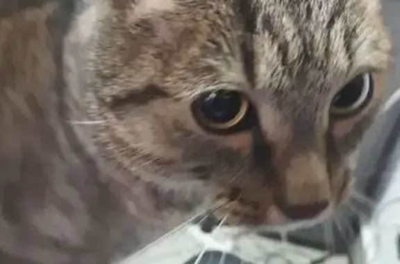 Найдена кошка, Барнаул, фото: Кошка найдена: пр. Ленина, 2Б, Барнаул