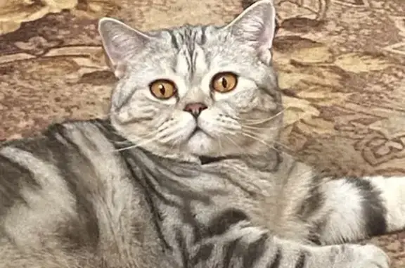 Пропала кошка, Туркменский пер., 25, Томск