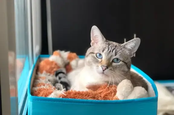 Пропала кошка, МО, костный выступ на груди