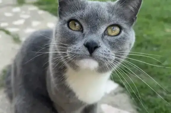 Пропала кошка, 5 лет, 56Б, МО