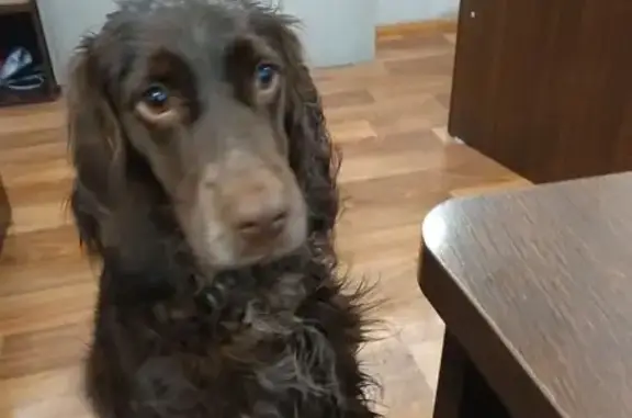 Собака найдена на Линейной, Челябинск