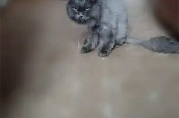 Найдена кошка, 2-я Северо-Западная, Барнаул