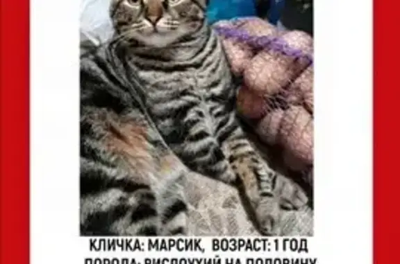 Пропала кошка, 13-я линия, 8, Ростов-на-Дону