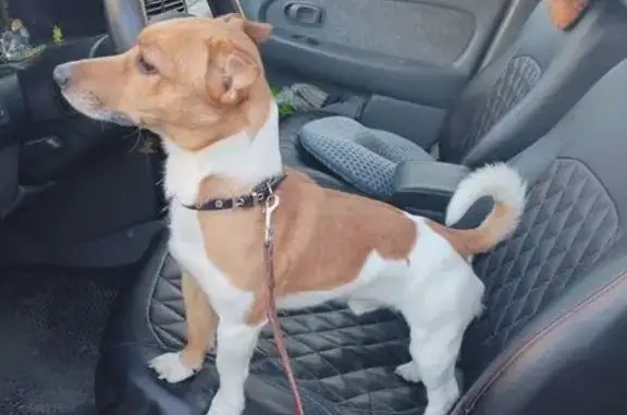 Найдена собака у реки Сяпся, Пряжинский р-н