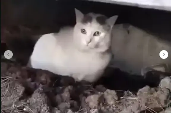 Пропала кошка, ул. Кутузова, 14А, Мыски