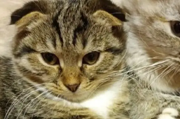 Пропала кошка, Юрасово, Центральная 73