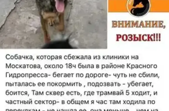 Пропала собака, ул. Москатова 16, Таганрог