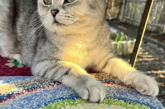 Пропала кошка, Орск, Молодогвардейская 86