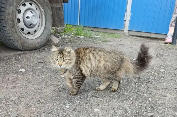 Найдена кошка, Анна, фото: Кошка найдена: Береговая ул., Анна