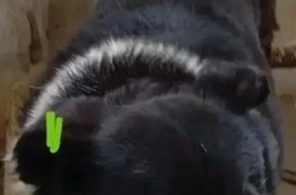 Собаки потеряшки, Киров, фото: Потеряшка собака, Техническая 15А, Киров