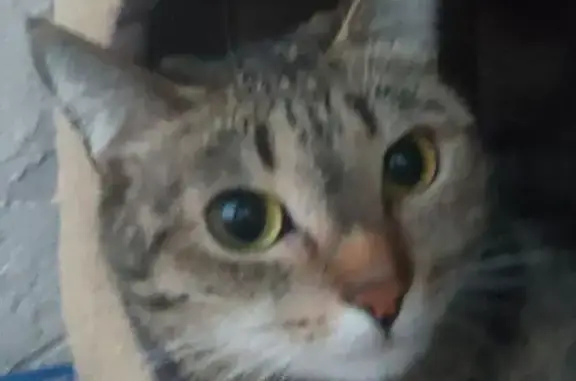 Кошки потеряшки, Тюмень, фото: Потеряшка кошка, ул. Щербакова 144, Тюмень