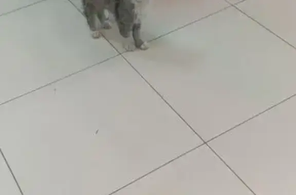 Кошка найдена: Индустриальная 34Б, Кострома