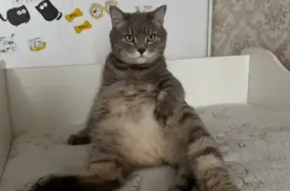 Кошки потеряшки, Кемерово, фото: Потеряшка кошка, Кемерово, Кемеровская обл.